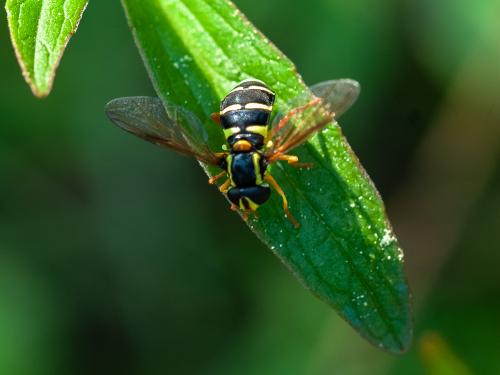 Philhelius citrofasciatum